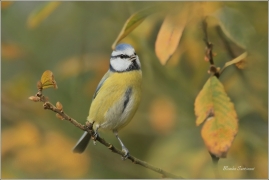 <p>SÝKORA MODŘINKA (Cyanistes caeruleus) ---- /Eurasian blue tit - Blaumeise/</p>